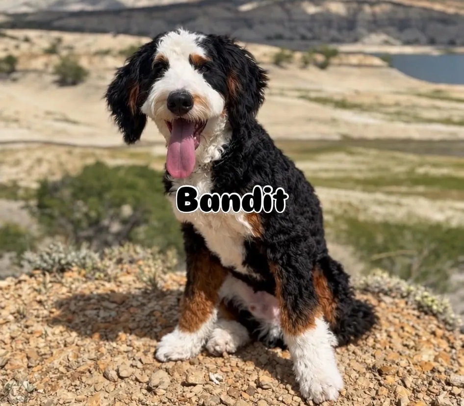 Bandit, Bluey’s firstborn traditional tri-color Bernedoodle son